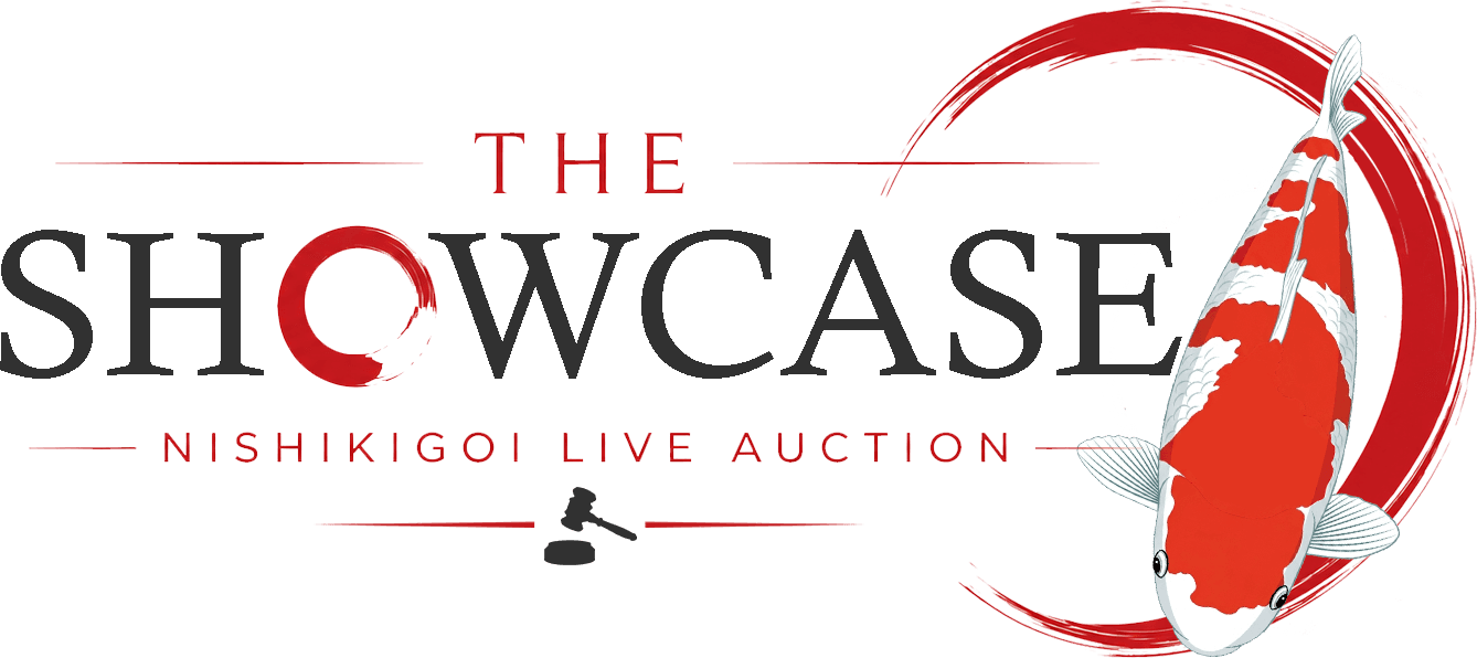 The Showcase Nishikigoi Live Auction
