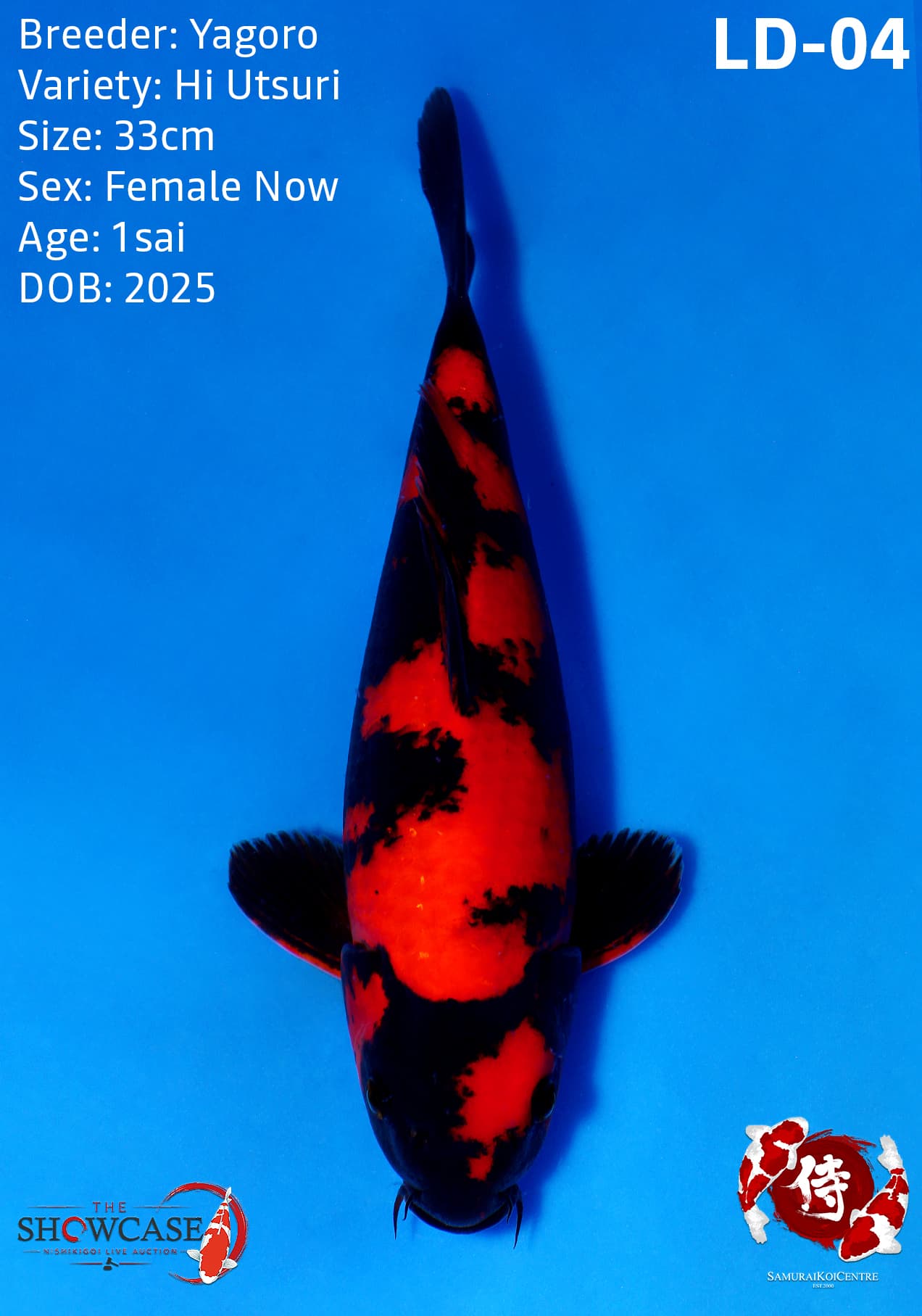 LD04